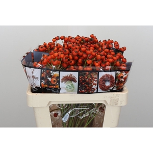 Rozenbottel Sunset Hiphop