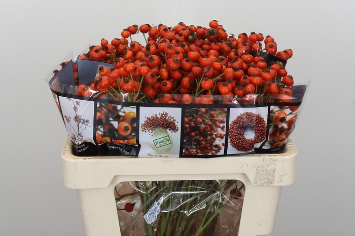 Rozenbottel Sunset Hiphop