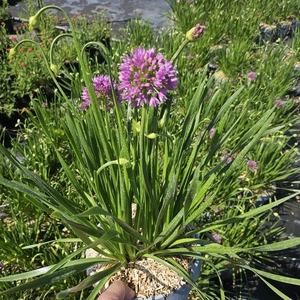 Allium autre