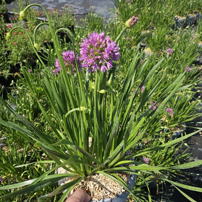 <h4>Allium autre</h4>