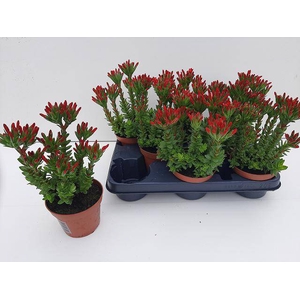 CRASS COCCINEA