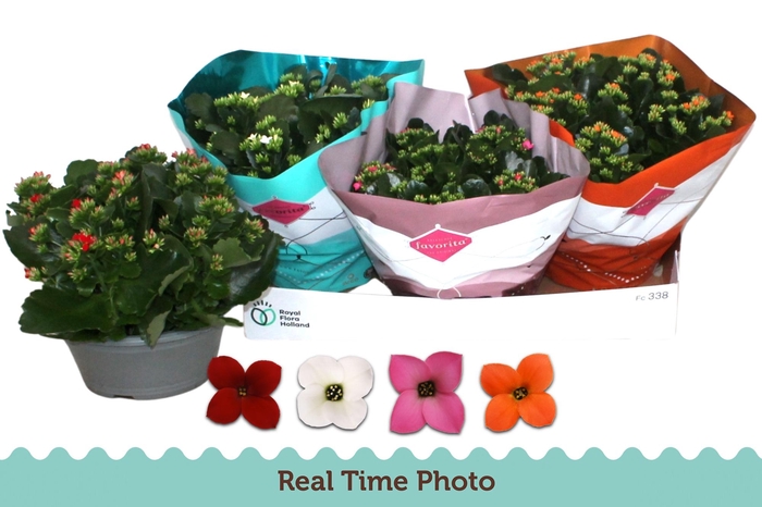 <h4>KAL EN GEM 4 KL</h4>