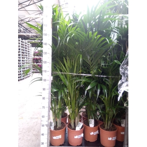 Howea forsteriana