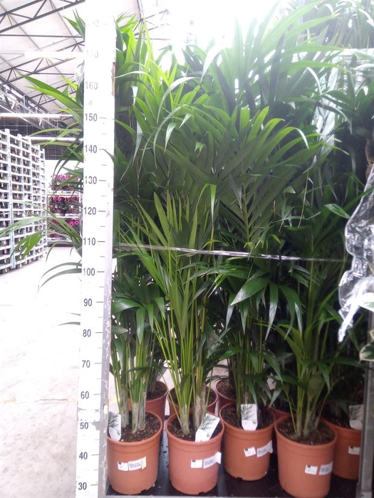 <h4>Howea forsteriana</h4>