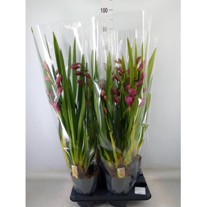 Cymbidium   ...