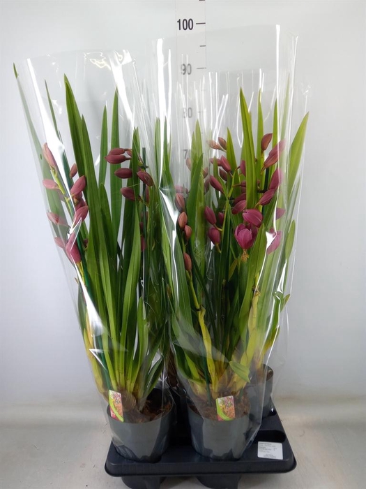 <h4>Cymbidium ...</h4>