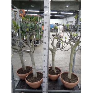 Ficus carica
