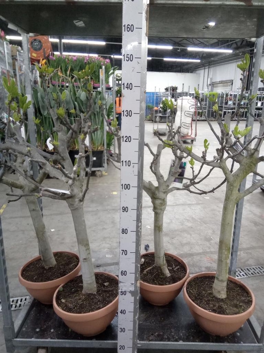 <h4>Ficus carica</h4>