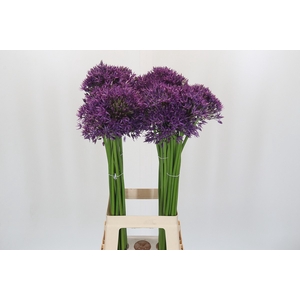 Allium Jackpot