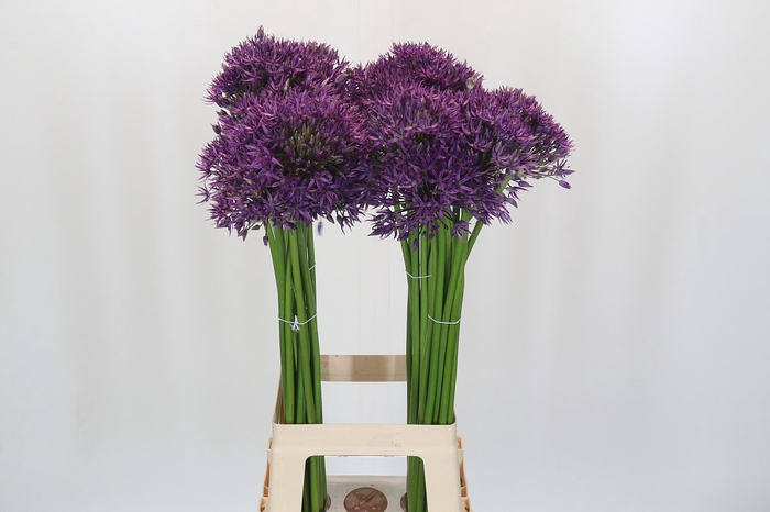 Allium Jackpot