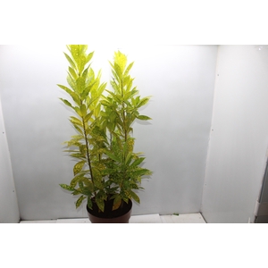 CROTON GOLD DUST P24