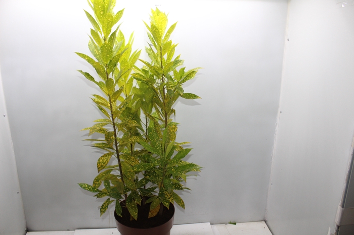 <h4>CROTON GOLD DUST P24</h4>