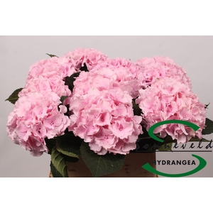 Hydrangea lollipop pink