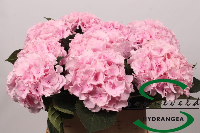 <h4>Hydrangea lollipop pink</h4>
