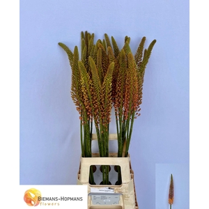 EREMURUS CLEOPATRA