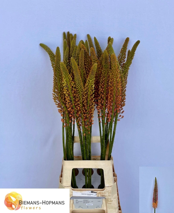 <h4>EREMURUS CLEOPATRA</h4>