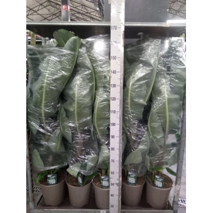 Musa  'Dwarf Cavendish'