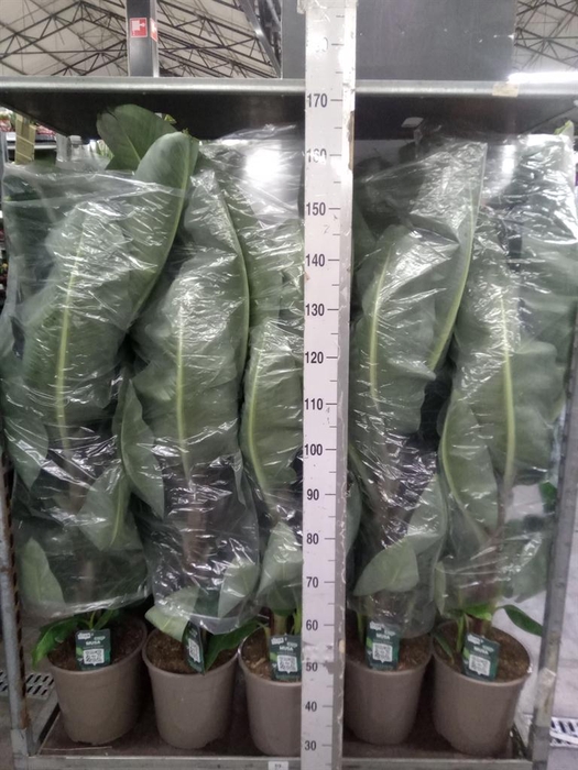 <h4>Musa  'Dwarf Cavendish'</h4>