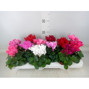 Cyclamen KL 'Verano'