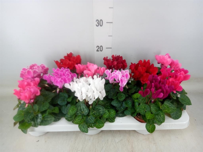 <h4>Cyclamen KL 'Verano'</h4>