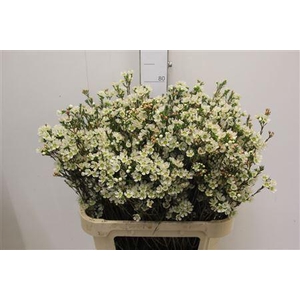 CHAMELAUCIUM MEG. 'SIRIUS'