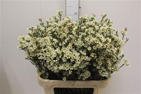 <h4>CHAMELAUCIUM MEG. 'SIRIUS'</h4>
