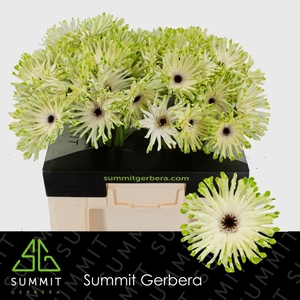 Gerbera Pastini Arona Water