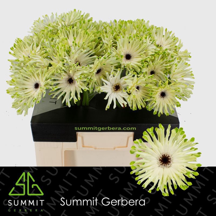 <h4>Gerbera Pastini Arona Water</h4>