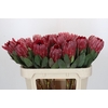 Protea Sharon