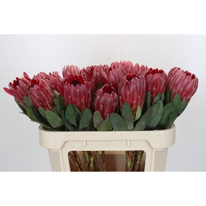 Protea Sharon