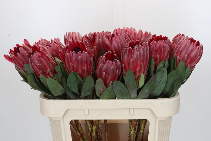 <h4>Protea Sharon</h4>