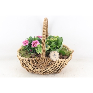 arr4 Outdoor PL - Mand diana 285/4