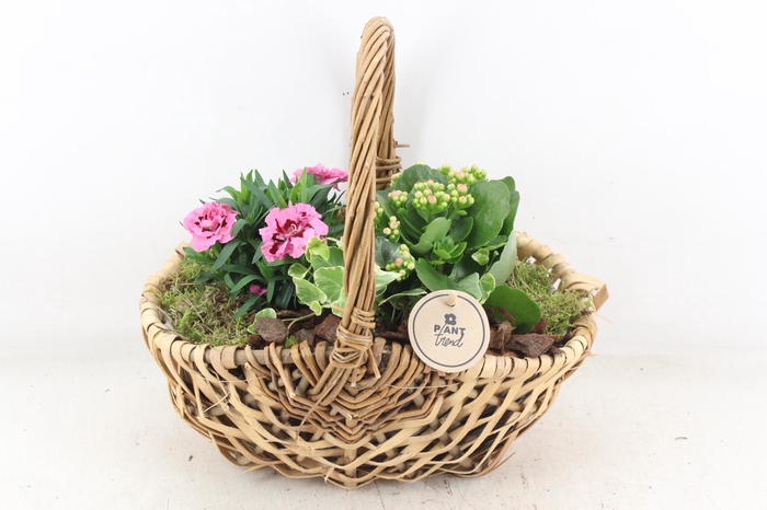 <h4>arr4 Outdoor PL - Mand diana 285/4</h4>