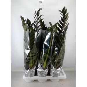 Zamioculcas zamiifolia 'Super Nova'