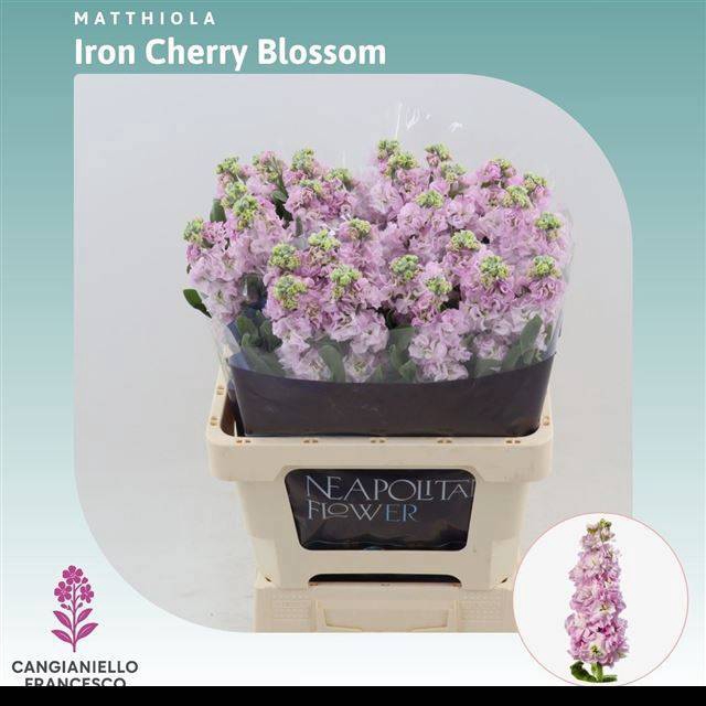 <h4>MATTH IRON CHERRY BL</h4>