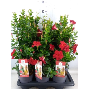 Mandevilla  'Diamantina Topaze Ver'