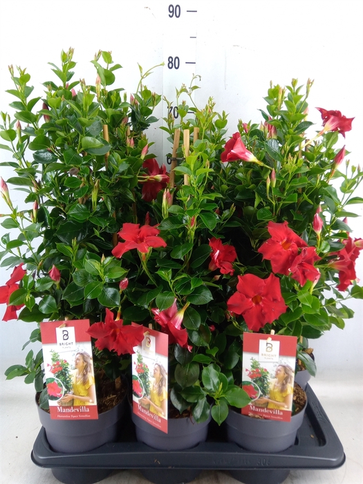 <h4>Mandevilla  'Diamantina Topaze Ver'</h4>
