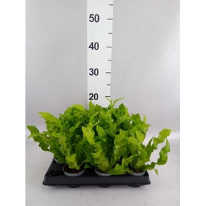Asplenium nidus