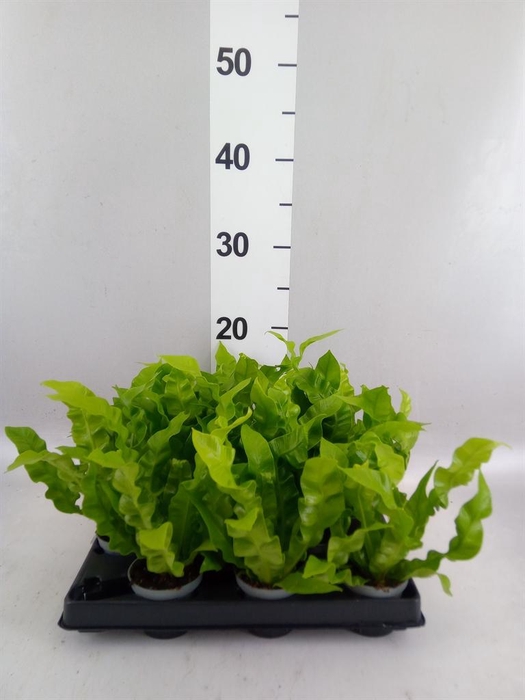 <h4>Asplenium nidus</h4>