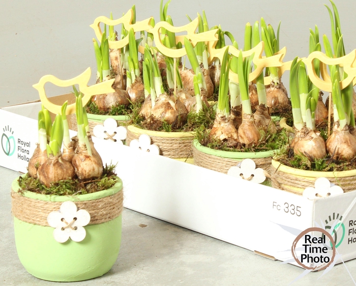 <h4>ARR NARCISSUS</h4>