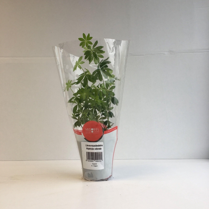 <h4>Lievevrouwebedstro P9</h4>