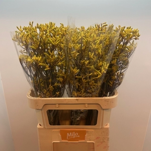 Anigoz Yellow