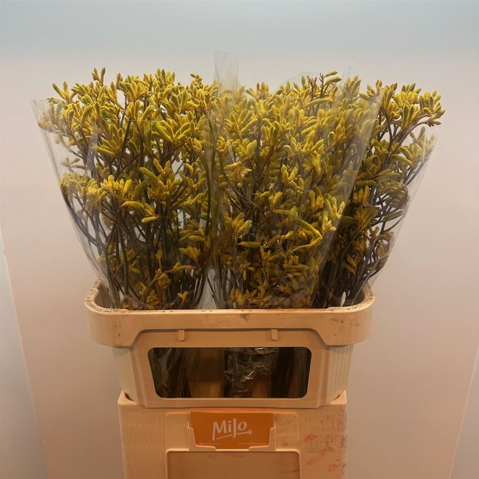 <h4>Anigoz Yellow</h4>