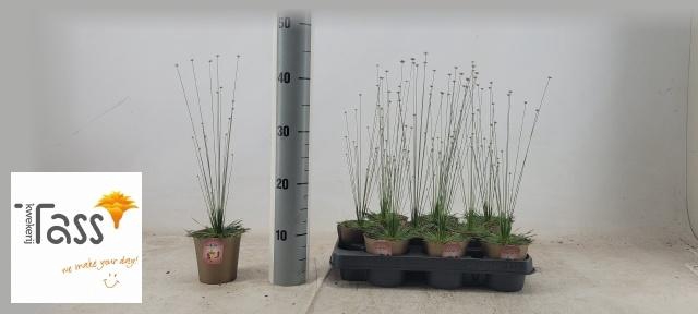 <h4>SYNGONANTHUS MIKADO</h4>