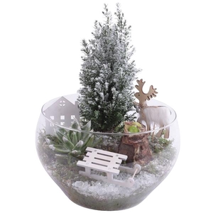 Christmas Arr. Amaryllis Glass Vase Ø25cm 3PP