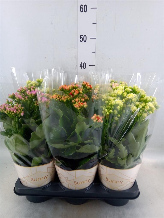 <h4>Kalanchoe ...</h4>