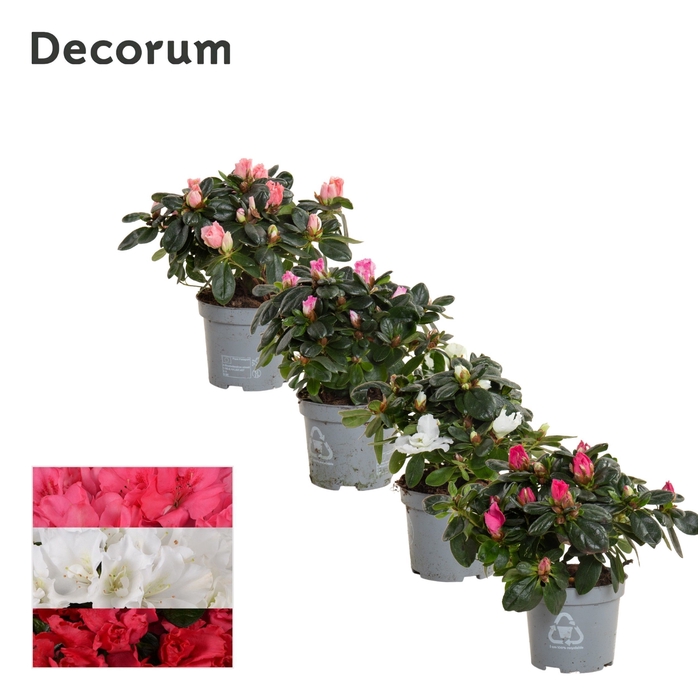 <h4>Azalea 9 cm mix - Decorum</h4>