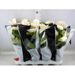 Anthurium andr. 'Alpine'