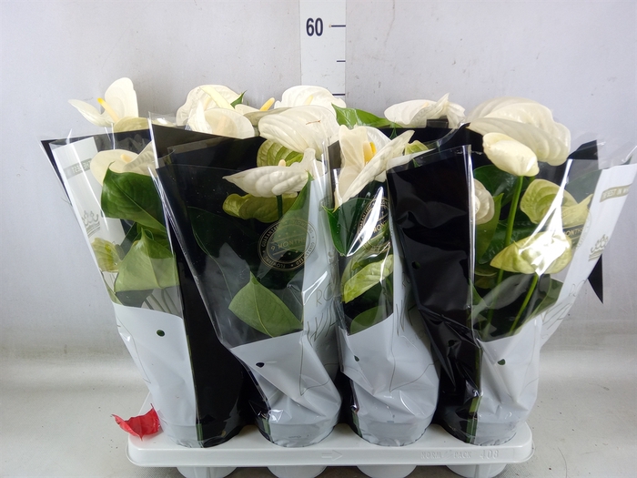 <h4>Anthurium andr. 'Alpine'</h4>