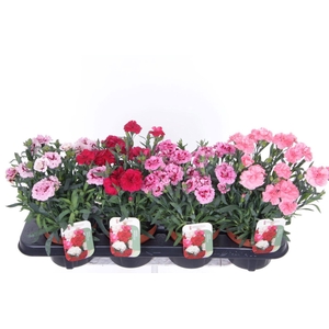 Dianthus caryophyllus mix